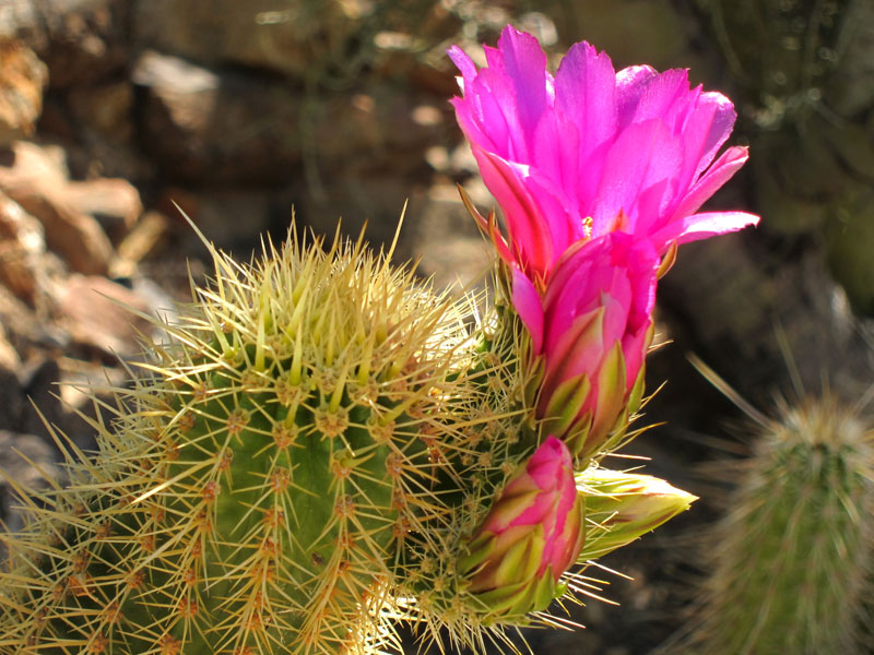 feng-shui-and-the-cactus-absolutely-feng-shui